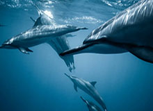 曼城搅局!赫塔德国新秀成四雄争夺对象,巴萨“低成本”计划能否自救?